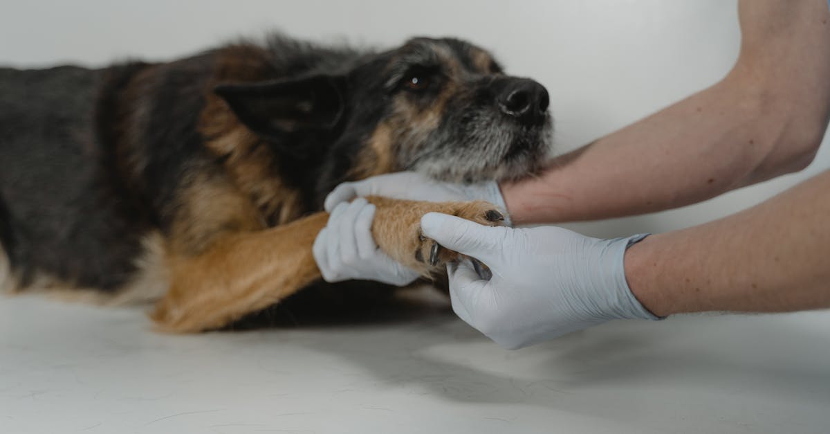 erfahren sie mehr über die dienstleistungen ihrer tierarztpraxis. unsere engagierten tierärzte bieten umfassende medizinische betreuung für ihre haustiere, einschließlich vorsorgeuntersuchungen, impfungen und notfallversorgung. vertrauen sie uns, um die gesundheit ihres geliebten tieres zu gewährleisten.