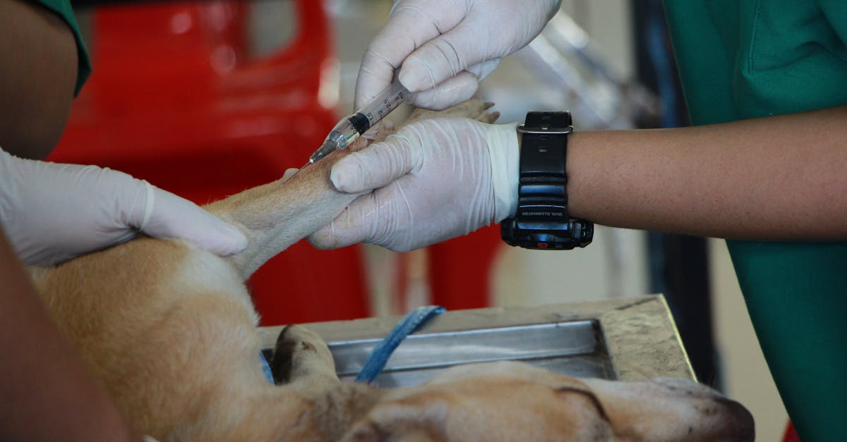 professionelle tierärztliche betreuung für ihre geliebten haustiere. unsere erfahrenen tierärzte bieten umfassende gesundheitsdienstleistungen, vorsorgeuntersuchungen und notfallversorgung, um das wohlbefinden ihrer tiere zu gewährleisten.