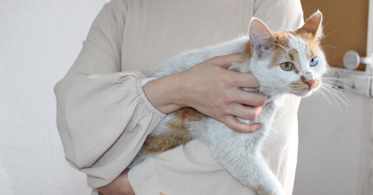 entdecken sie die besten tipps und produkte für die pflege ihrer haustiere. von ernährung über gesundheit bis hin zu spielzeug – alles, was sie für das wohlbefinden ihres tierischen freundes benötigen.