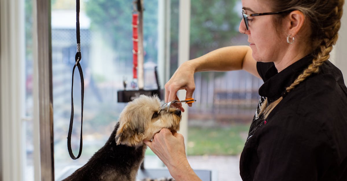 entdecken sie die besten tipps und techniken für die hundepflege. erfahren sie, wie sie das fell ihrer hunde richtig pflegen, eine gesunde haut fördern und die bonding-zeit mit ihrem haustier genießen können.
