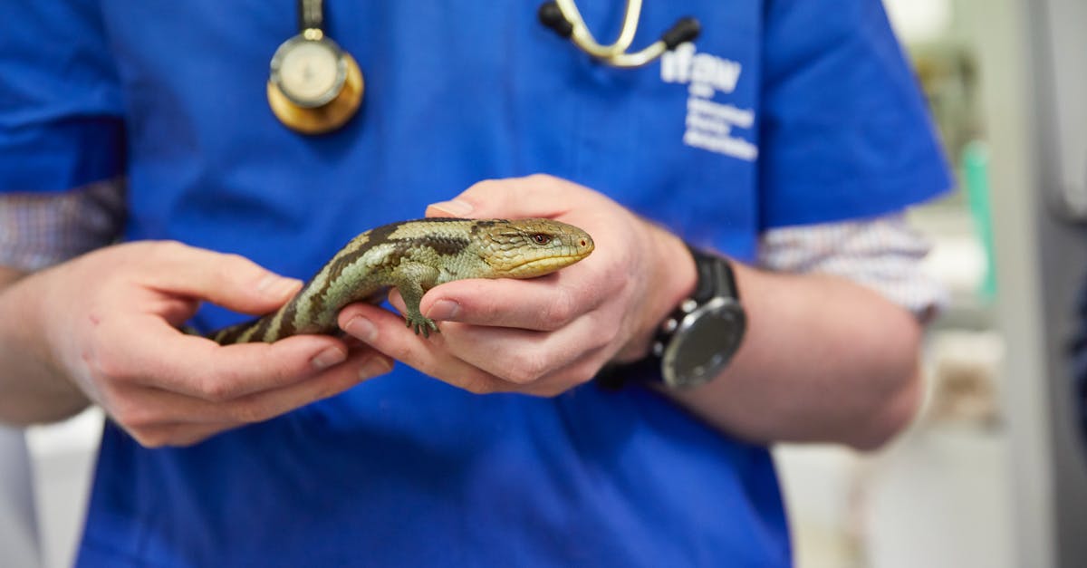 erleben sie professionelle tierärztliche betreuung für ihre geliebten haustiere. unsere erfahrenen tierärzte bieten umfassende gesundheitsdienste, von routineuntersuchungen bis hin zu spezialisierten behandlungen. vertrauen sie uns für das wohlbefinden ihres tieres.
