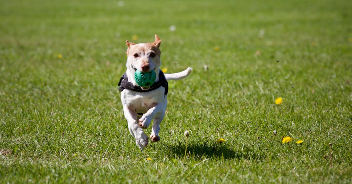 erlernen sie effektive techniken für das hundetraining. verbessern sie das verhalten und die bindung ihres hundes mit hilfreichen tipps und expertenrat.