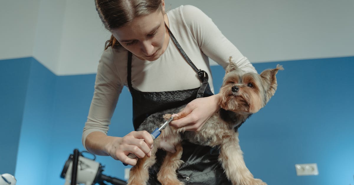 entdecken sie die besten tipps und techniken für die hundepflege. erfahren sie, wie sie das fell ihres hundes gesund und glänzend halten können.