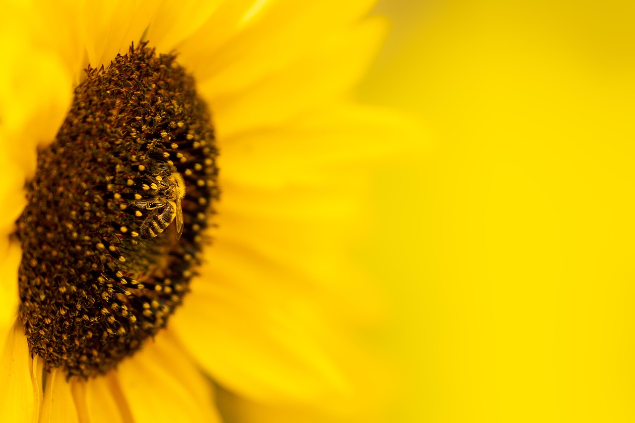 erleben sie die süße faszination der honigernte! entdecken sie die kunst und tradition der bienenzucht, während wir ihnen alles über den sorgfältigen prozess der honigernte und die verschiedenen honigsorten erzählen.