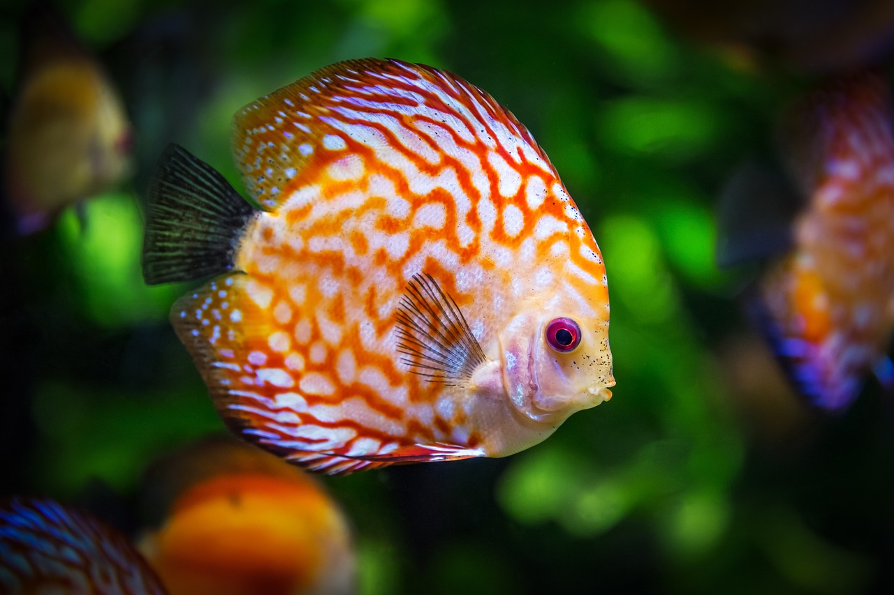 Tipps für die Zubereitung von Fisch