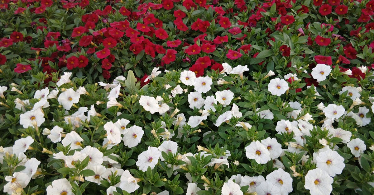 Gärten gestalten: Tipps für die perfekte Gartenlandschaft