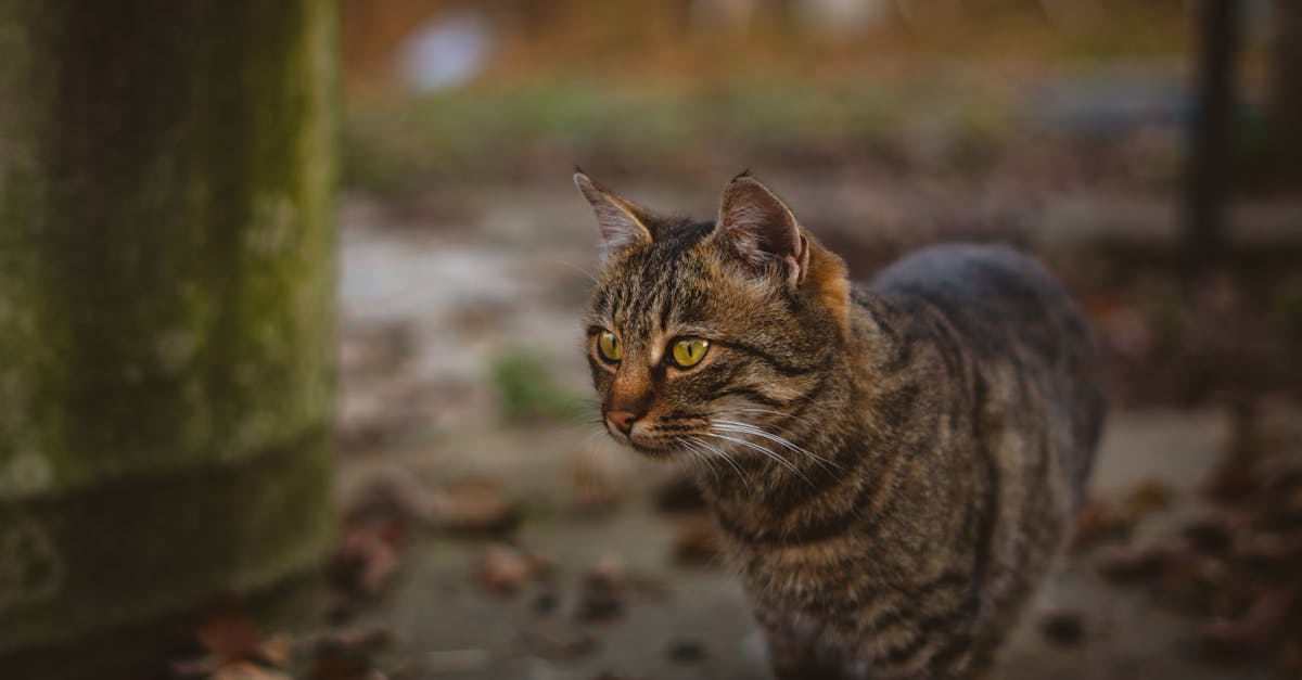 Tierpflege: Tipps und Tricks für die optimale Betreuung Ihres Haustieres