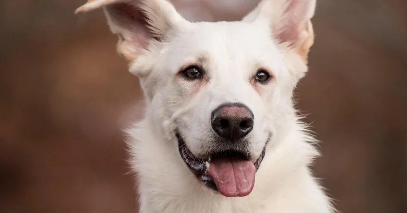 Hütehund oder Herdenschutzhund – was ist die richtige Wahl?