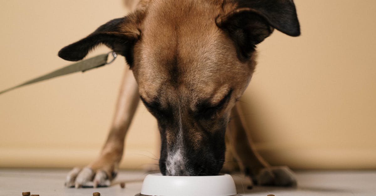 Hundeerziehung: Wichtige Tipps für eine erfolgreiche Hundeausbildung